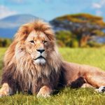 Animal Leadership vs. Human Leadership –how do they relate?